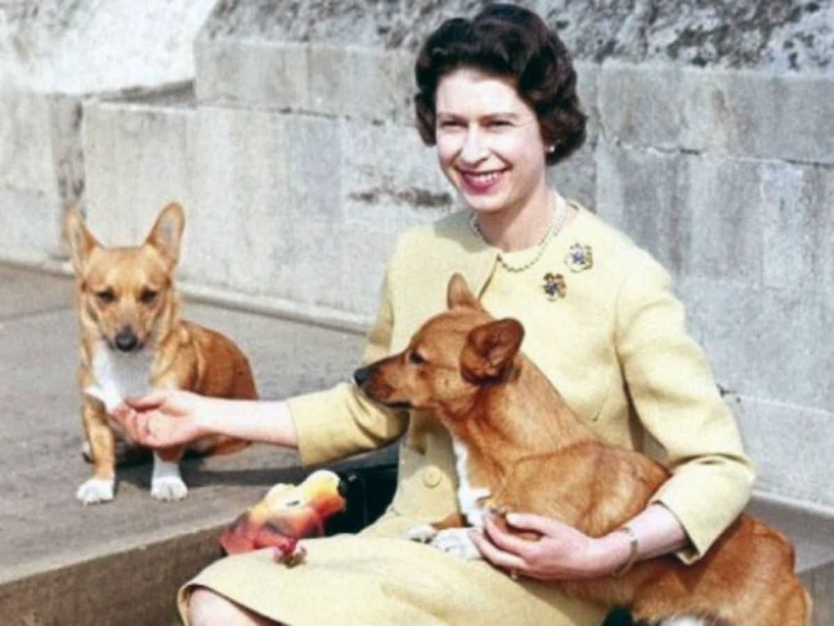 собаки королевы англии фото