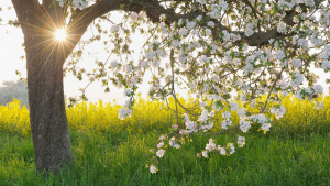 Llegada de la primavera