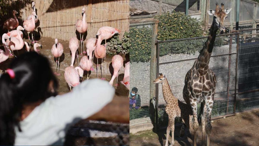 ¡Imperdible Panorama Para Este Verano En Santiago! Zoológico Metropolitano Habilitó Entradas Gratuitas Para Visitarlo Y Acá Te Contamos Como Obtenerlas