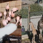 ¡Imperdible Panorama Para Este Verano En Santiago! Zoológico Metropolitano Habilitó Entradas Gratuitas Para Visitarlo Y Acá Te Contamos Como Obtenerlas