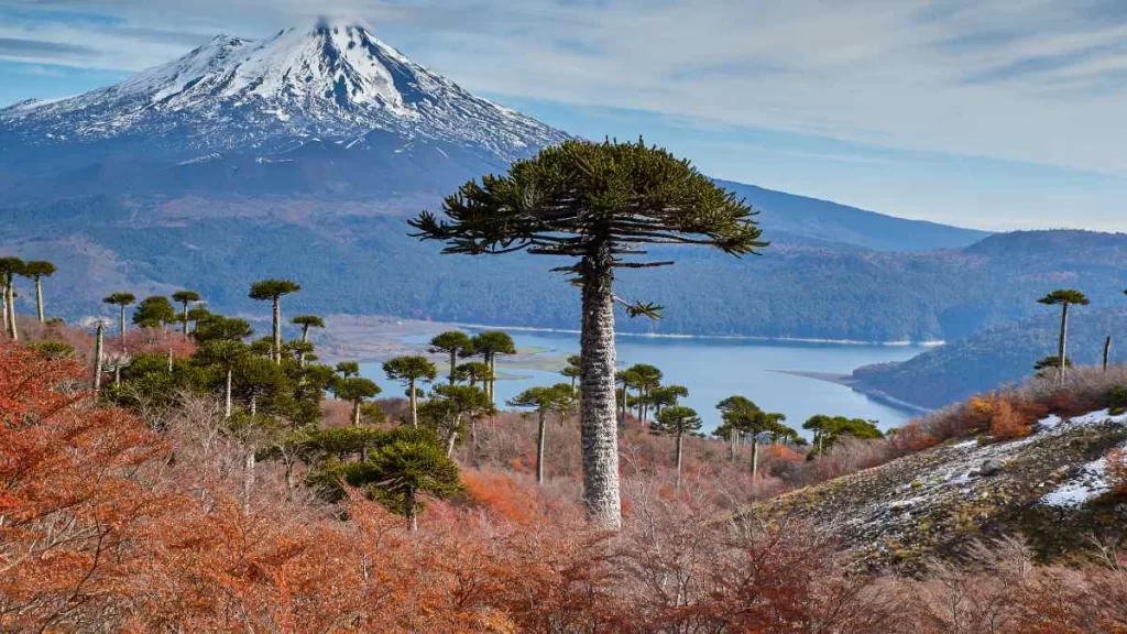 Araucaria. Fuente_ GettyImages