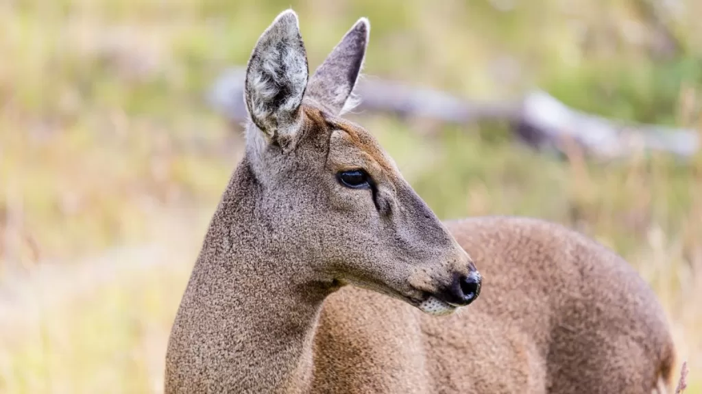 Huemul. Fuente_ GettyImages