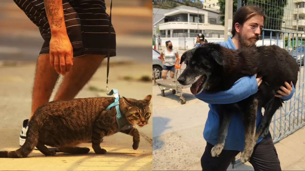 Incendios Forestales En Región De Valparaíso_ Habilitan Recintos Para Atención De Animales Y Mascotas